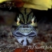 cardinalfish_fiveline_gma_si_h_0310_egy1396.jpg